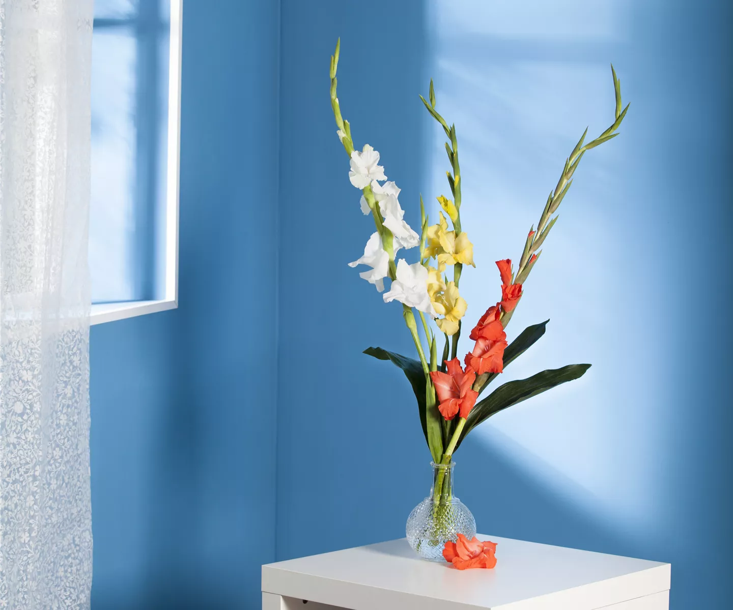 Gladiolen für die Vase