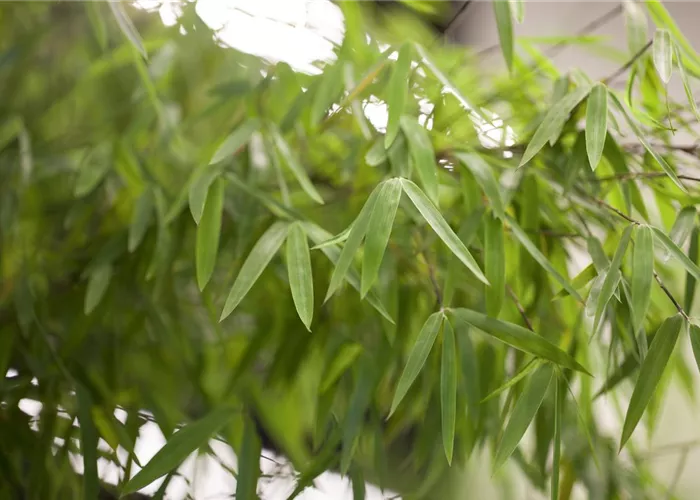 Bambus - der exotische Gartenschmuck