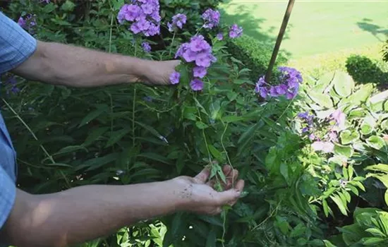 Phlox - Unkraut entfernen Phlox - Unkraut entfernen