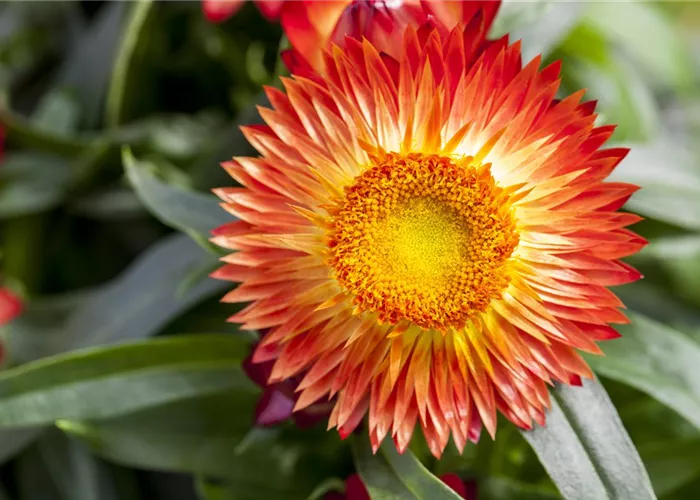 Trockenblumen als stilvolles Dekomaterial