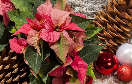 Euphorbia pulcherrima Euphorbia pulcherrima