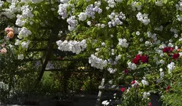 1A Garten Hopp