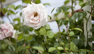 1A Garten Hopp