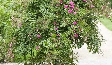 1A Garten Hopp