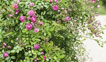 1A Garten Hopp