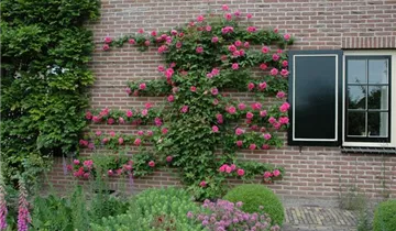 1A Garten Hopp