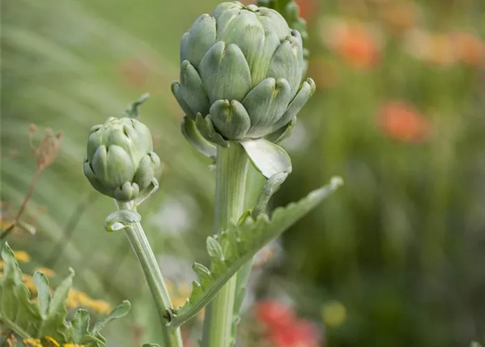 Artischocken im Blumenbeet