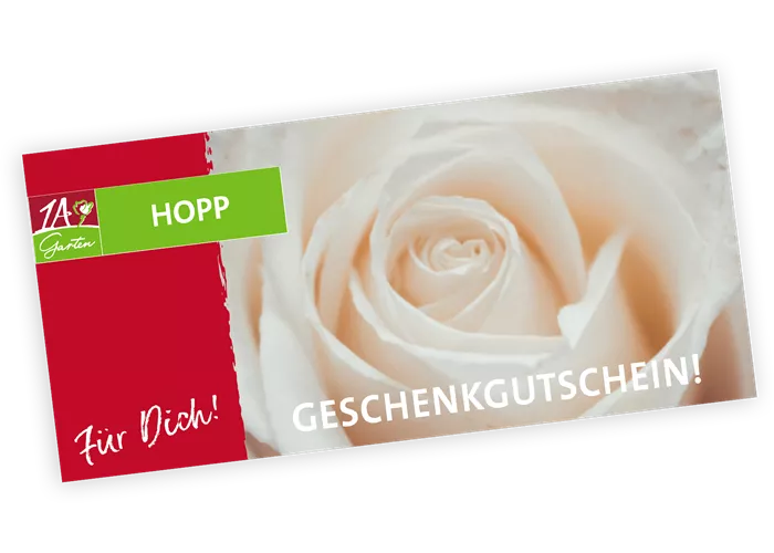 Gutschein Rosen