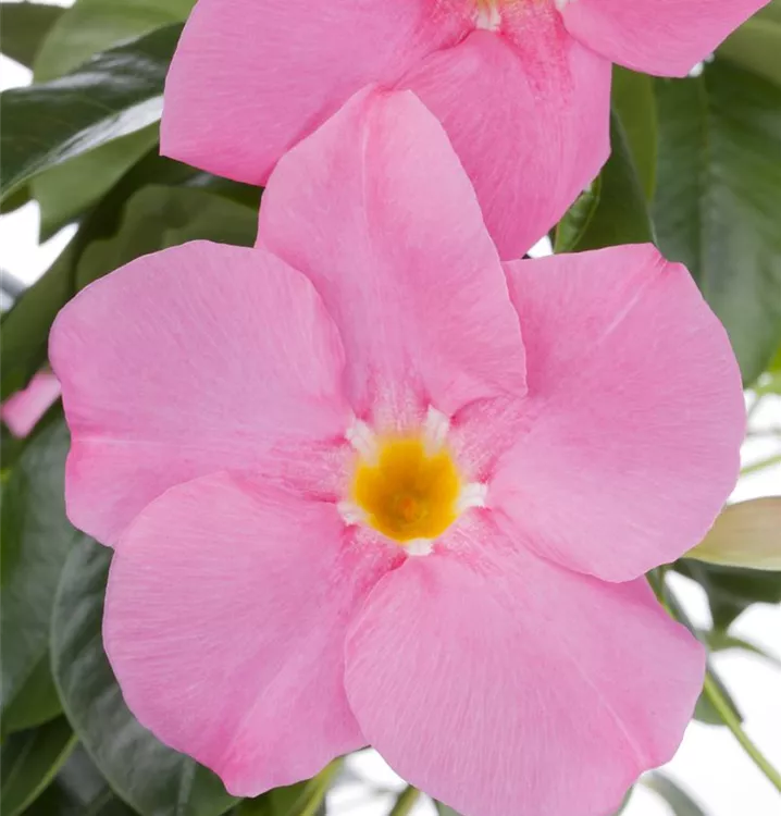 Brasiljasmin