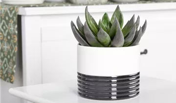 Zum Vergrößern klicken Bildvorschau