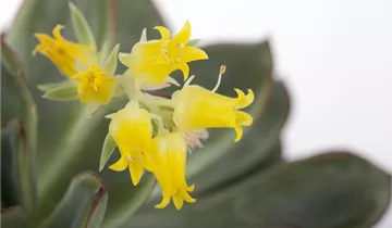 Zum Vergrößern klicken Bildvorschau