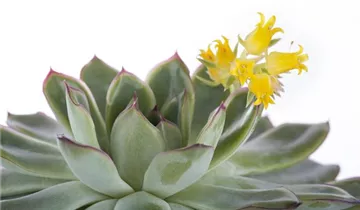 Zum Vergrößern klicken Bildvorschau