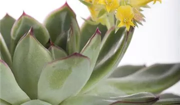 Zum Vergrößern klicken Bildvorschau