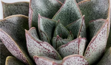 Zum Vergrößern klicken Bildvorschau