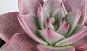 Zum Vergrößern klicken Bildvorschau