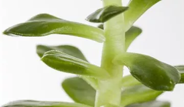 Zum Vergrößern klicken Bildvorschau