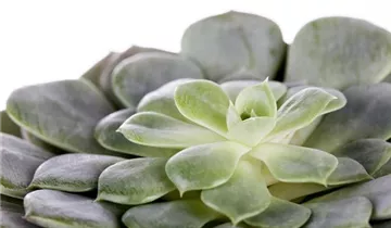 Zum Vergrößern klicken Bildvorschau