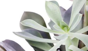 Zum Vergrößern klicken Bildvorschau