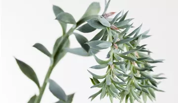 Zum Vergrößern klicken Bildvorschau