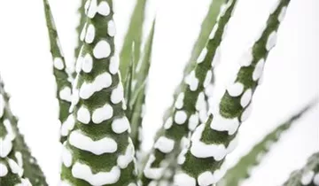 Zum Vergrößern klicken Bildvorschau