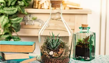 Zum Vergrößern klicken Bildvorschau