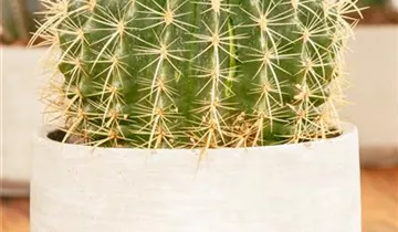 Zum Vergrößern klicken Bildvorschau