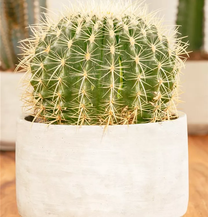 Schwiegermuttersessel Schwiegermuttersessel