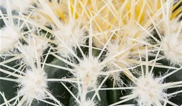 Zum Vergrößern klicken Bildvorschau