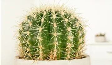 Zum Vergrößern klicken Bildvorschau