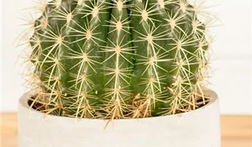 Zum Vergrößern klicken Bildvorschau