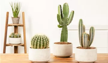 Zum Vergrößern klicken Bildvorschau