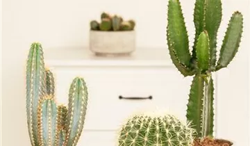 Zum Vergrößern klicken Bildvorschau