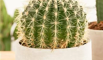 Zum Vergrößern klicken Bildvorschau