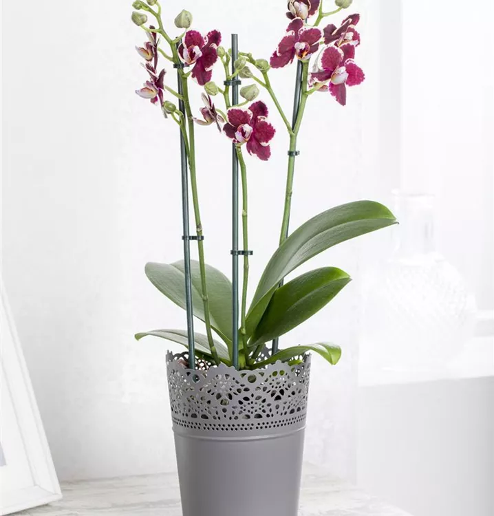 Schmetterlingsorchidee