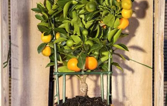 Citrus, Stamm