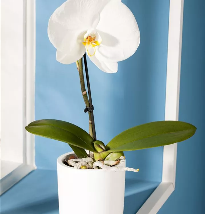 Schmetterlingsorchidee 'Singolo'®