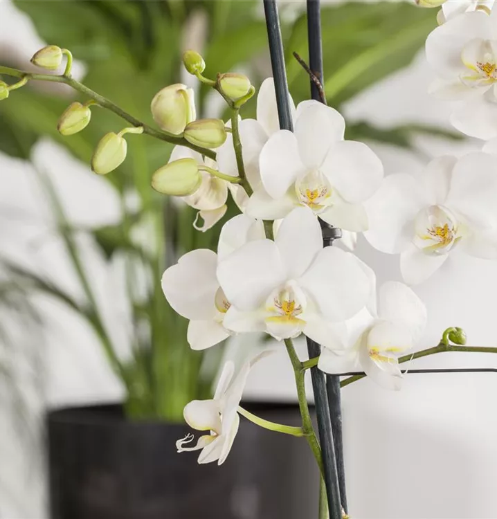 Schmetterlingorchidee 'Tropic Snowball'