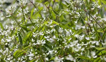 Zum Vergrößern klicken Bildvorschau