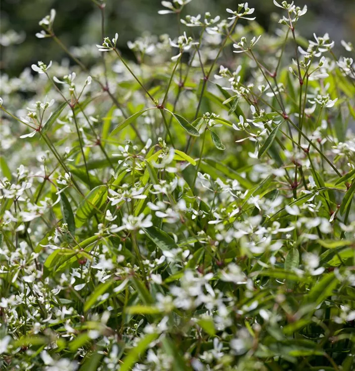 Zauberschnee Zauberschnee
