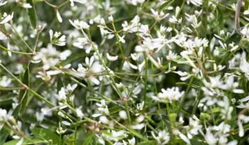 Zum Vergrößern klicken Bildvorschau