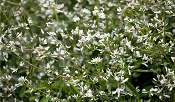 Zum Vergrößern klicken Bildvorschau