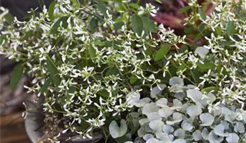 Zum Vergrößern klicken Bildvorschau