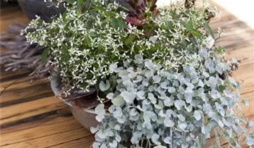 Zum Vergrößern klicken Bildvorschau