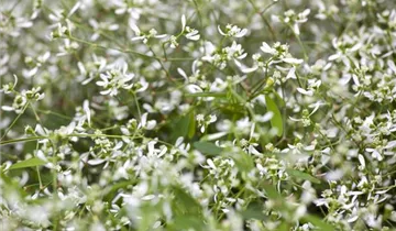 Zum Vergrößern klicken Bildvorschau