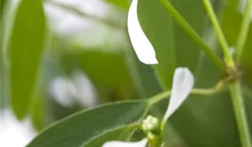 Zum Vergrößern klicken Bildvorschau