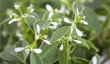 Zum Vergrößern klicken Bildvorschau