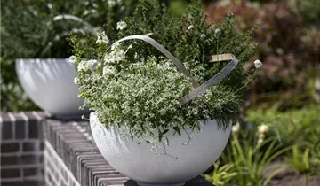 Zum Vergrößern klicken Bildvorschau