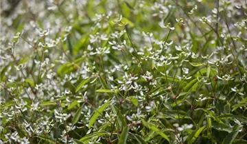 Zum Vergrößern klicken Bildvorschau