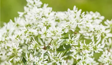 Zum Vergrößern klicken Bildvorschau