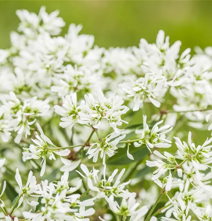 Zauberschnee™ 'Diamond Frost'(s) Zauberschnee™ 'Diamond Frost'(s)